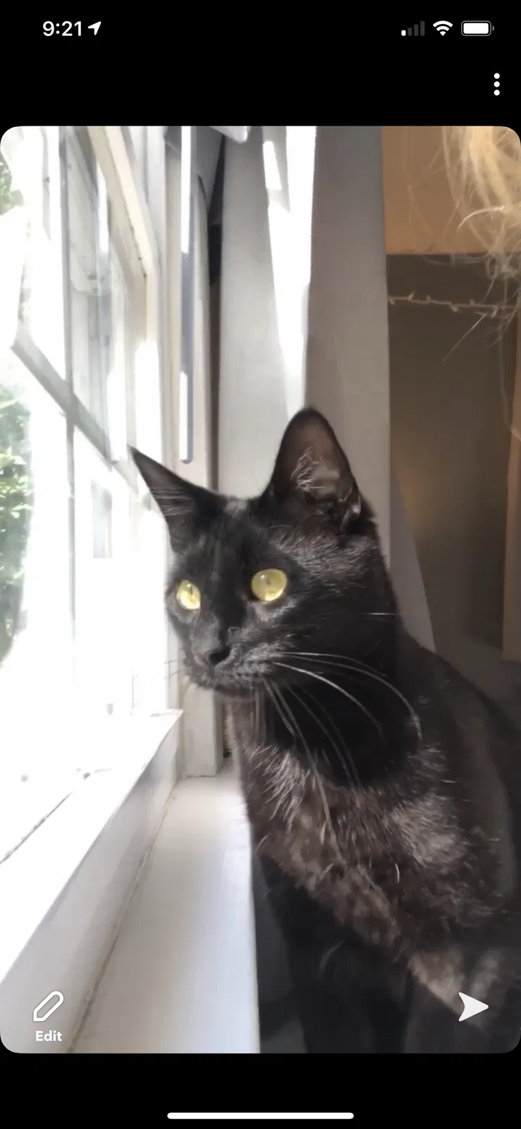 Lost cat in Scarborough, ME, 4074