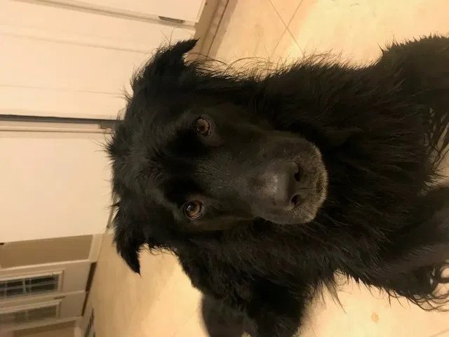 Lost dog in Pelzer, SC, 29669