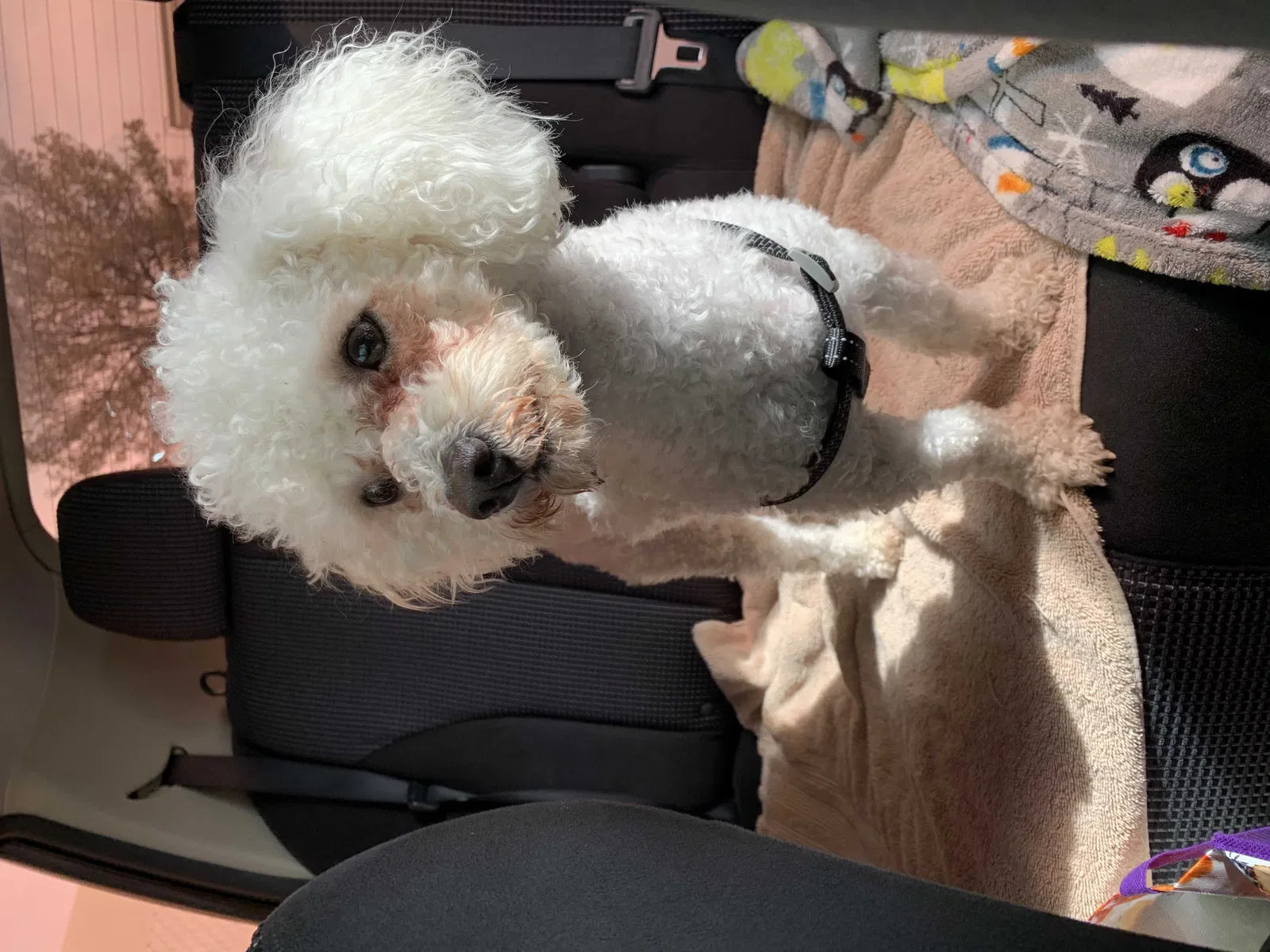 Lost dog in Bakersfield, CA, 93313