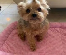 Lost dog in Orlando, FL, 32837