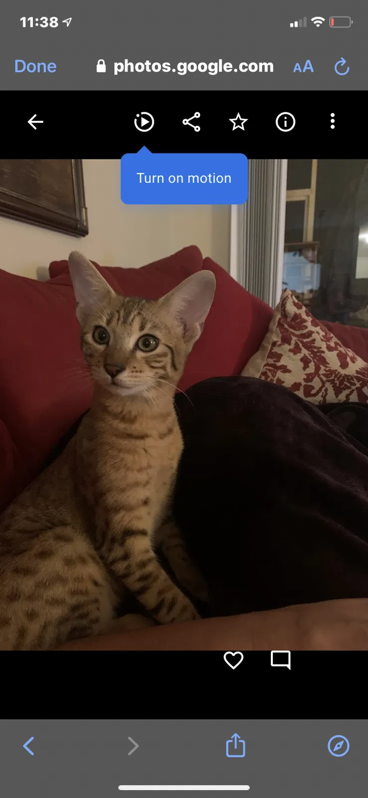 Found cat in Fort Myers, FL, 33919