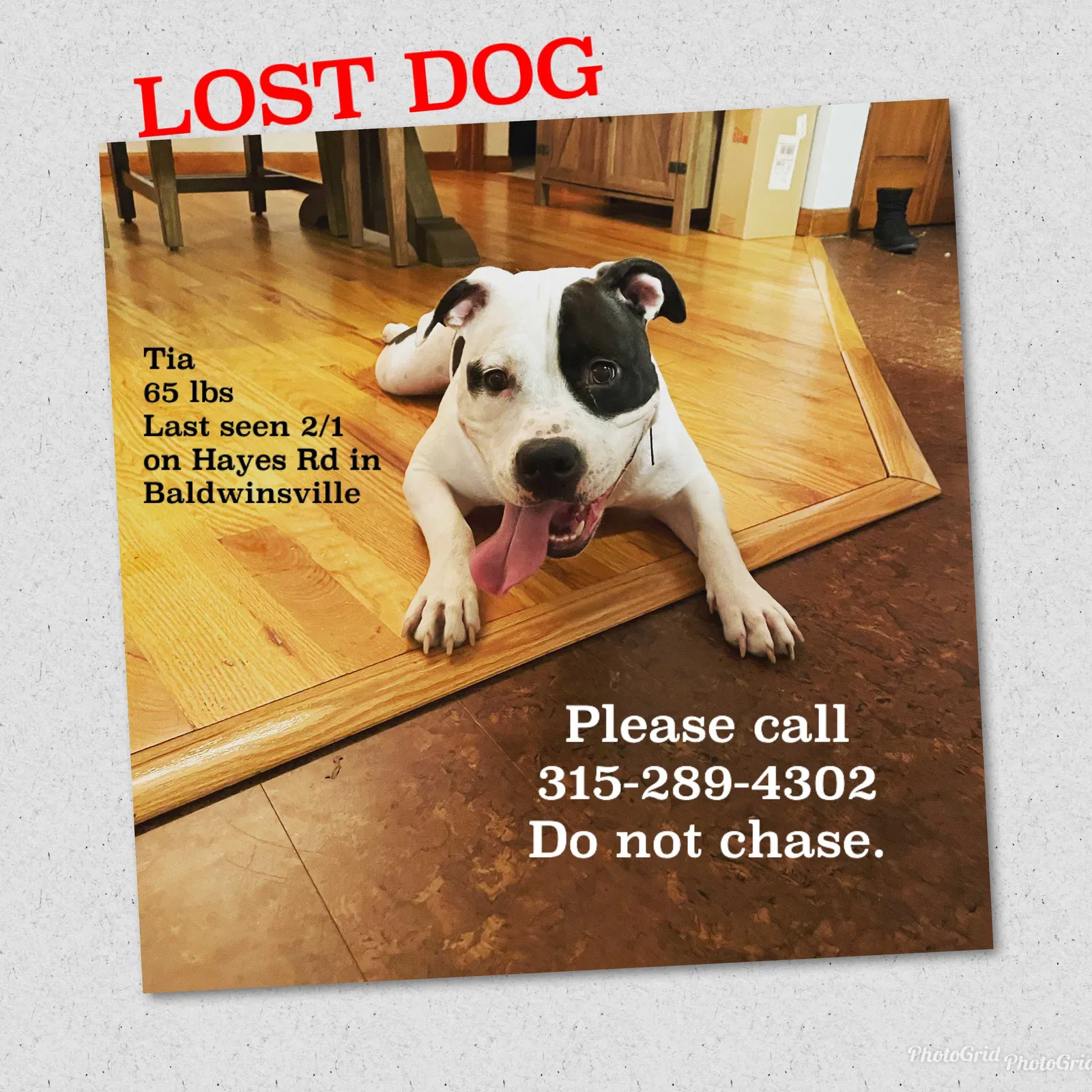 Lost dog in Baldwinsville, NY, 13027