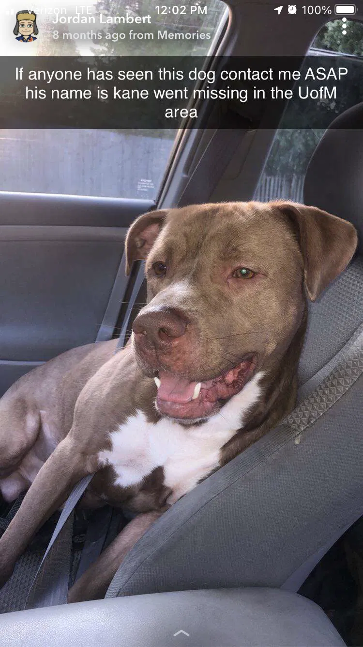 Lost dog in Memphis, TN, 38111