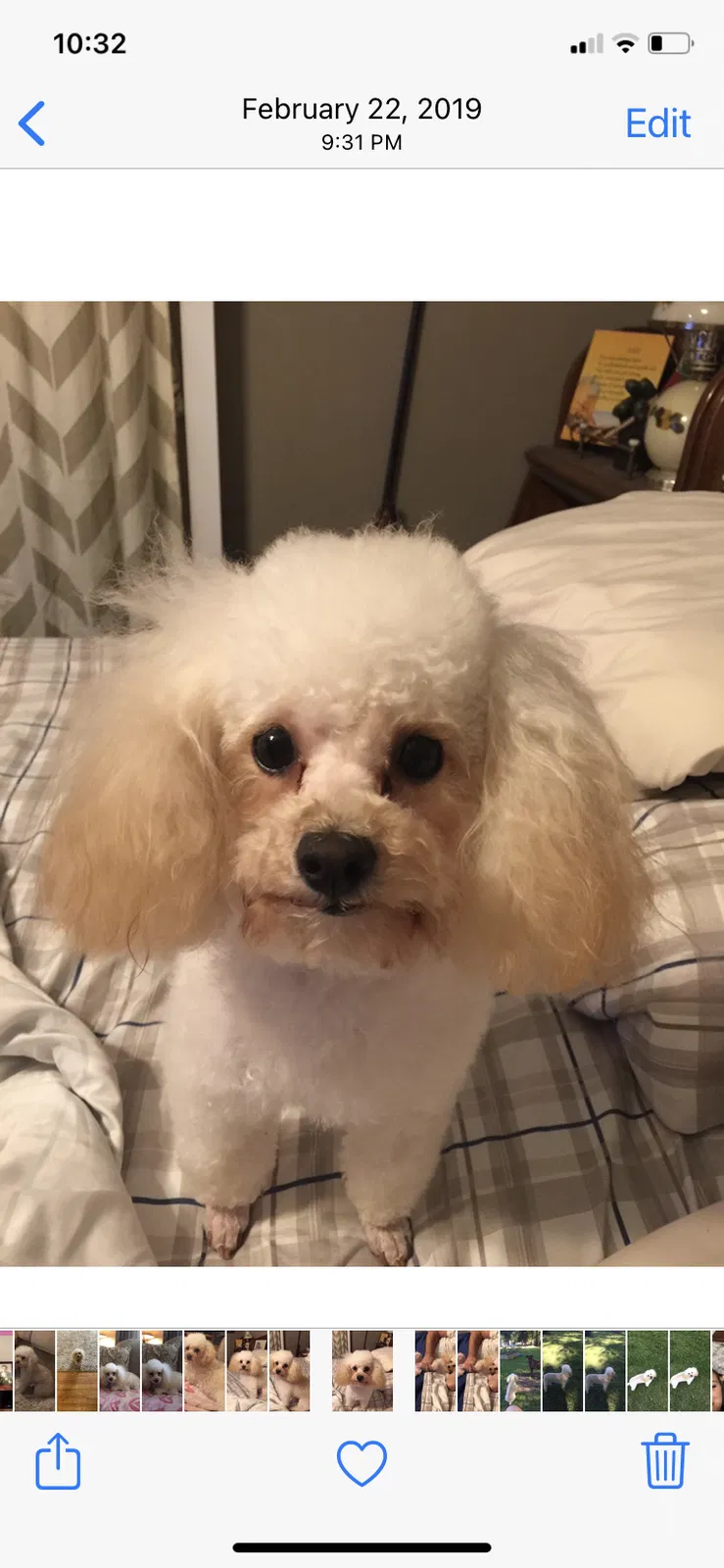 Lost dog in Baton Rouge, LA, 70814