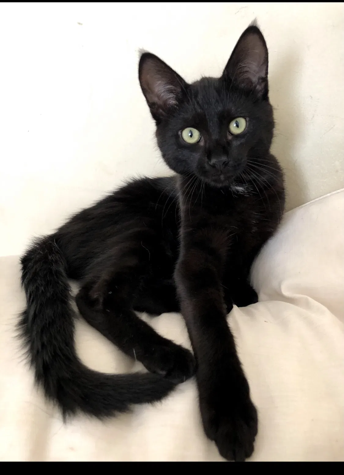 Lost cat in Clarksville, TN, 37043