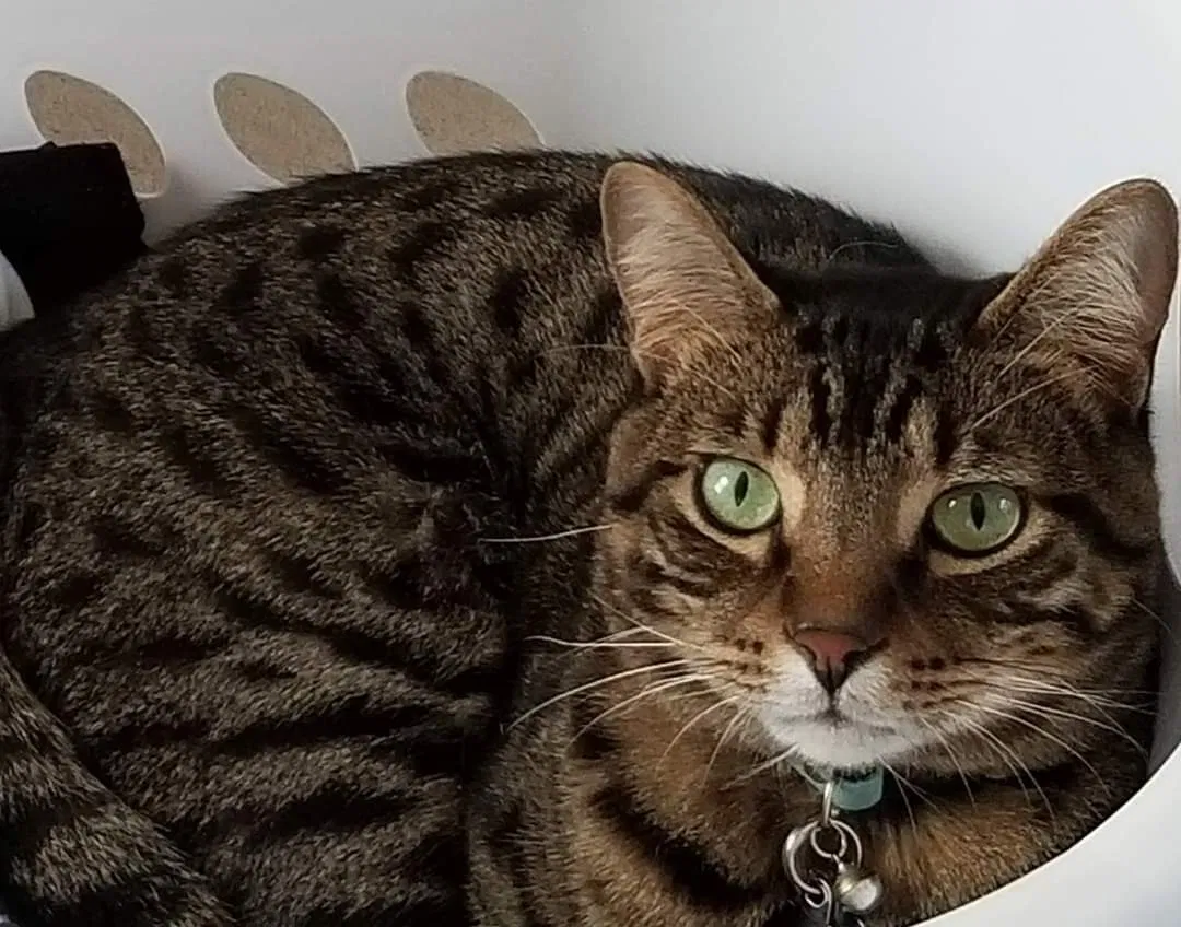 Lost cat in College Station, TX, 77845