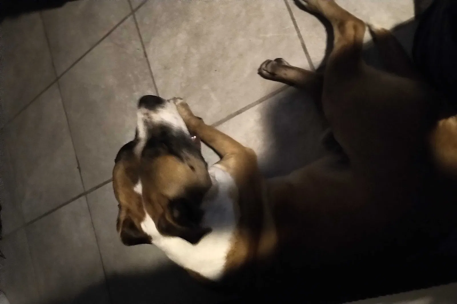 Lost dog in Baton Rouge, LA, 70806
