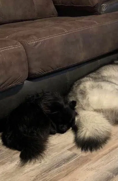 Lost dog in Pella, IA, 50219