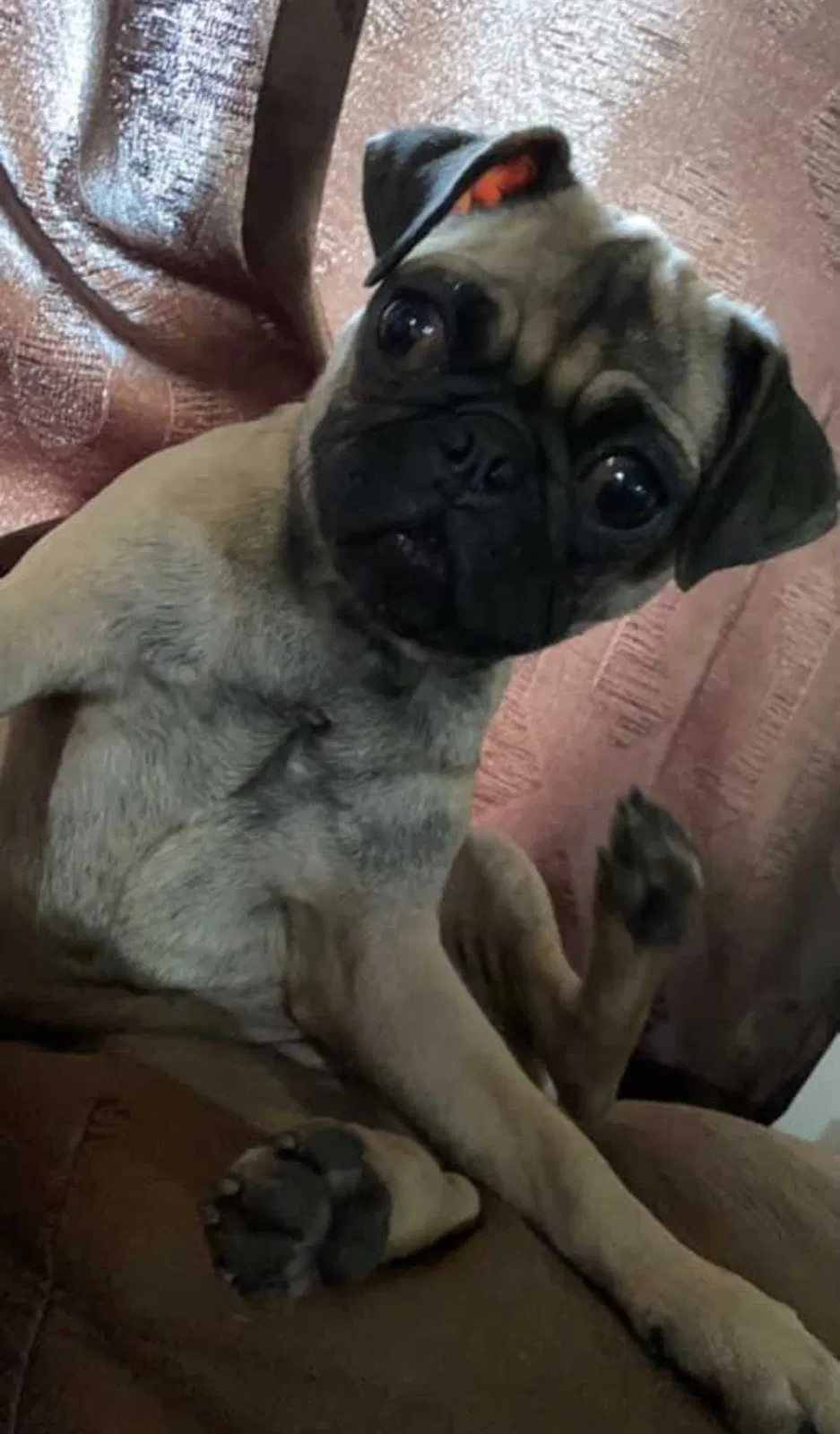 Lost dog in Phoenix, AZ, 85041