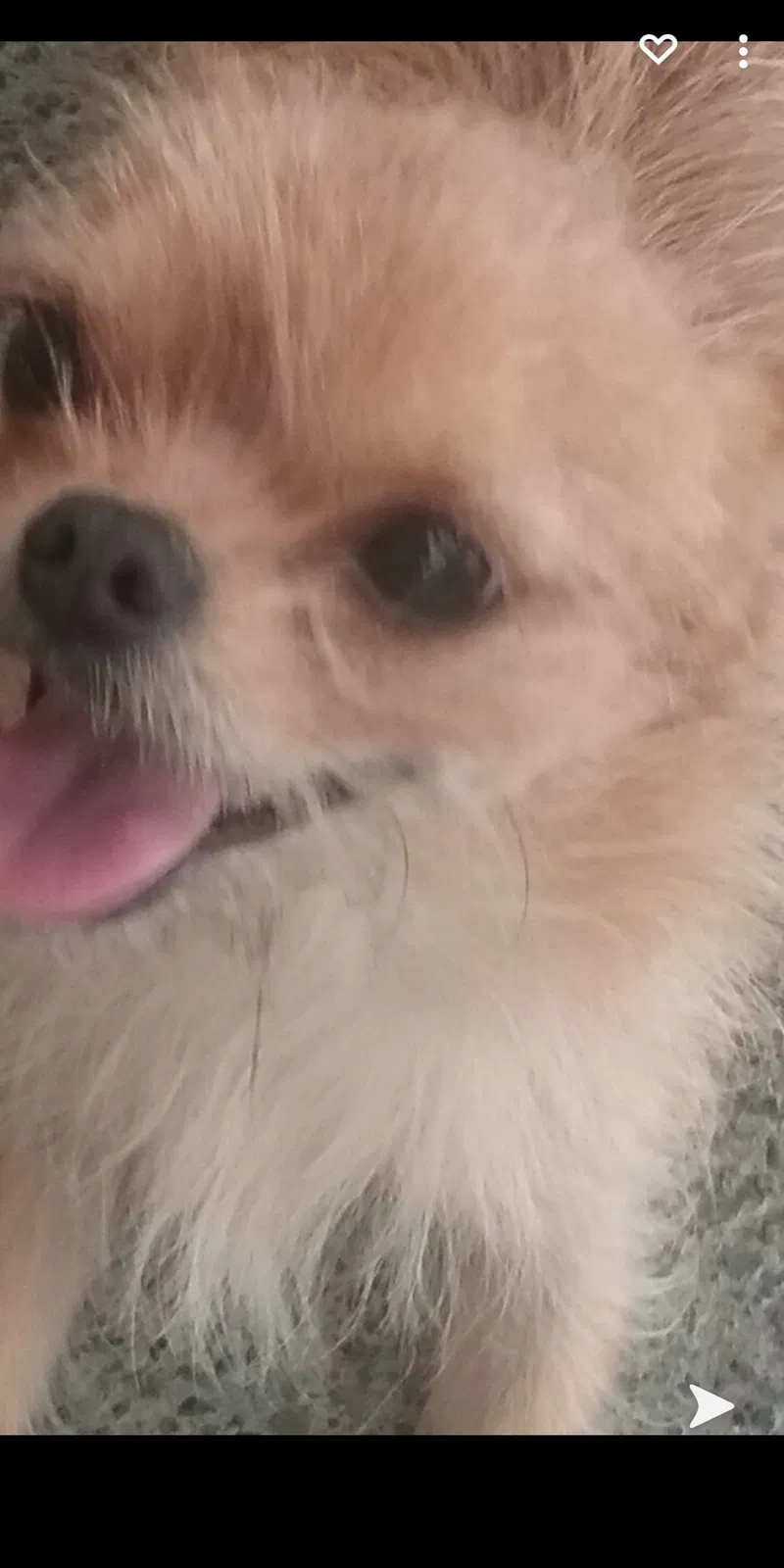 Lost dog in Napa, CA, 94559
