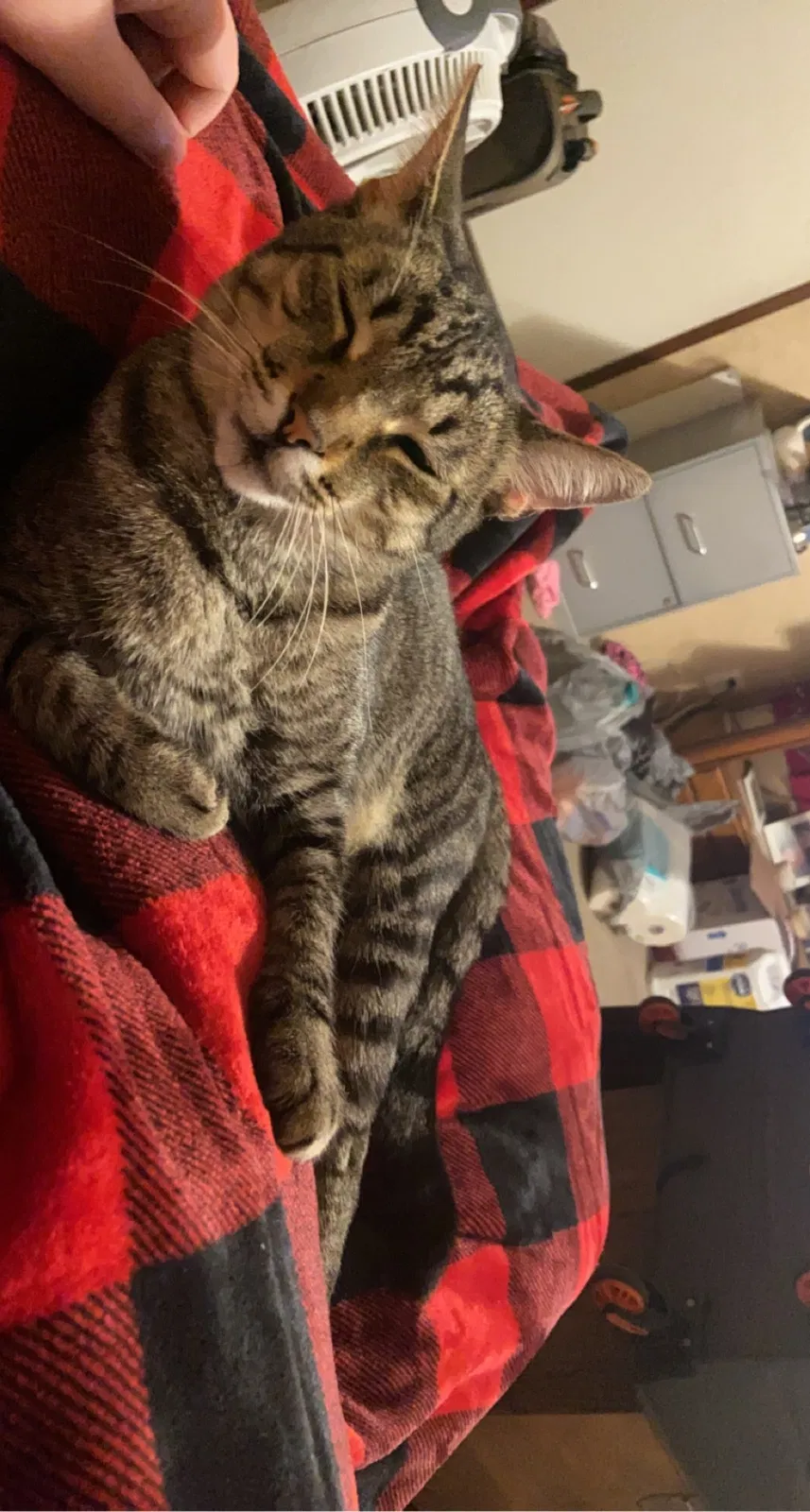 Lost cat in Hallsville, TX, 75650