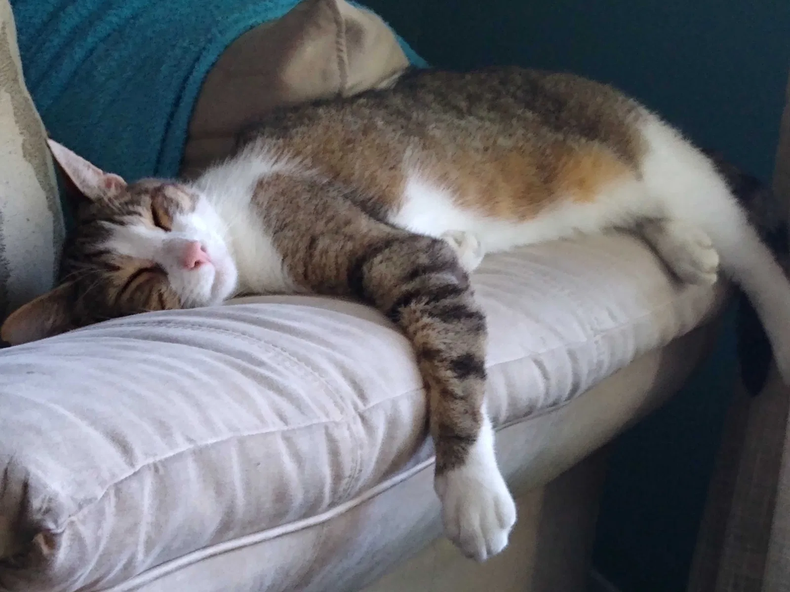 Lost cat in Wilmington, NC, 28411