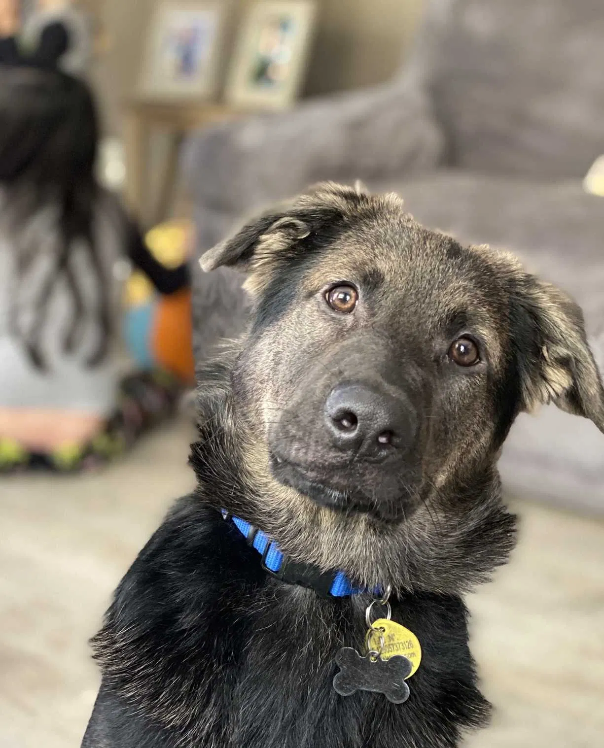 Lost dog in Georgetown, KY, 40324