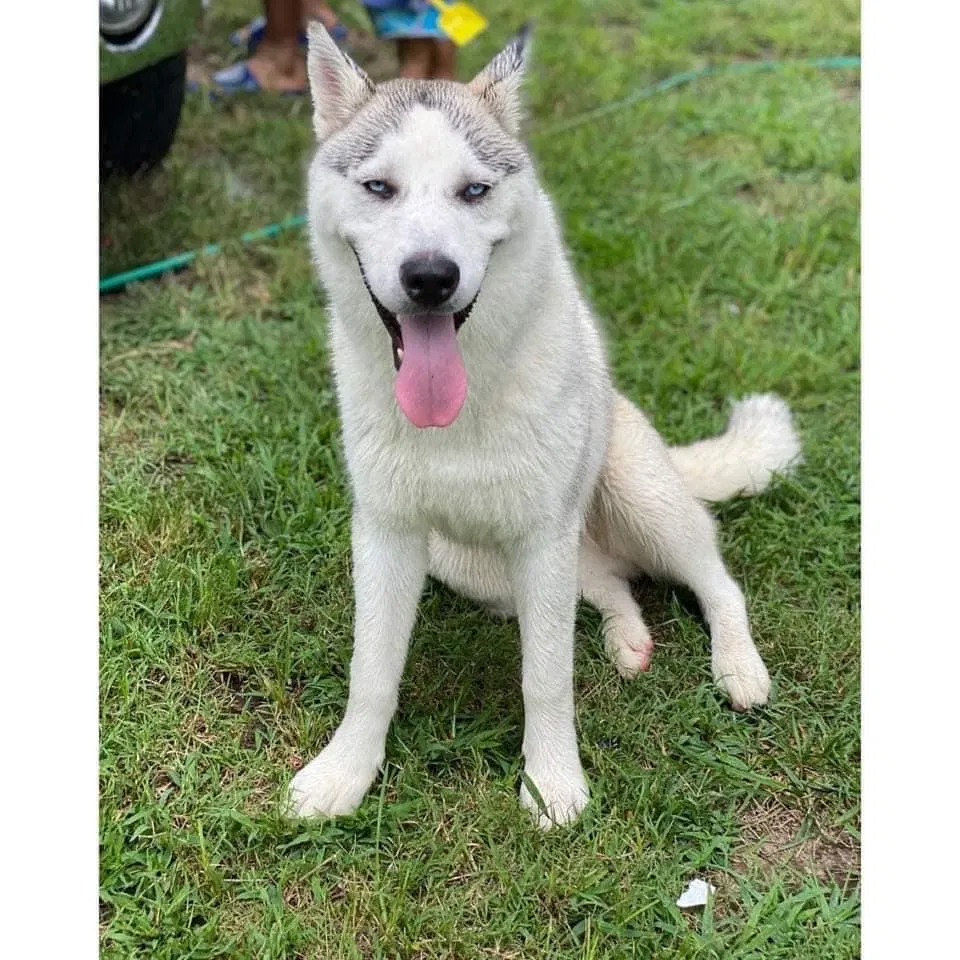 Lost dog in High Point, NC, 27260