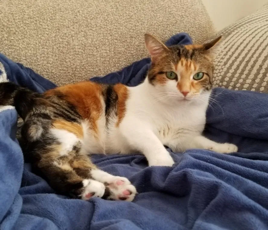 Lost cat in Chesterfield, VA, 23832