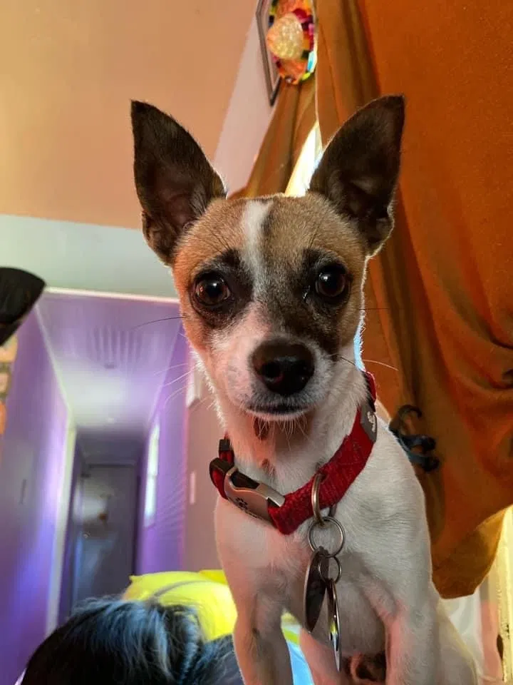 Lost dog in Ladson, SC, 29456