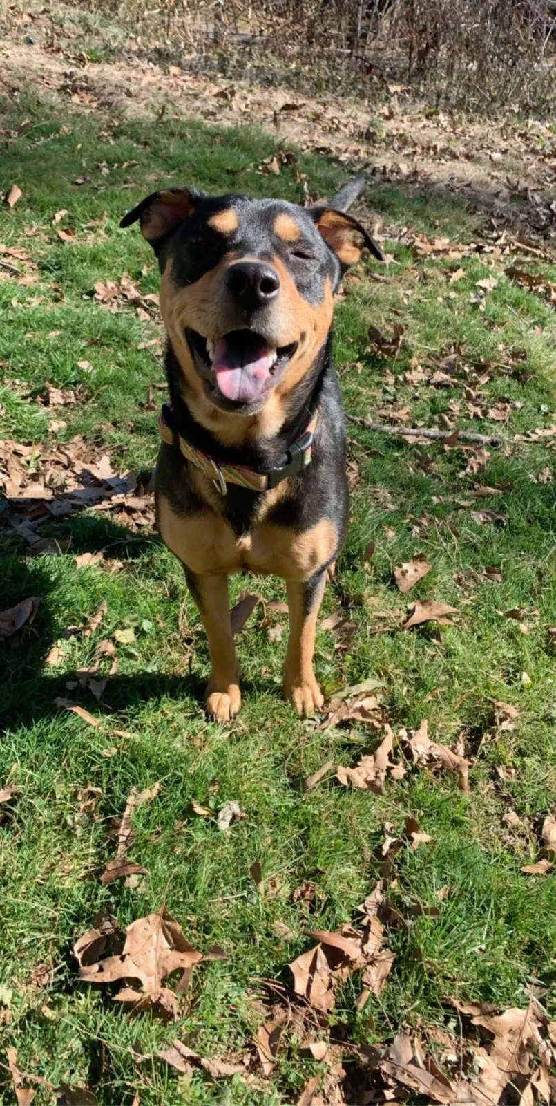 Lost dog in Candler, NC, 28715
