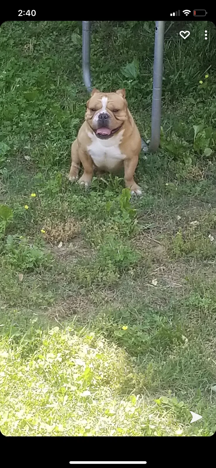 Lost dog in Clarksville, TN, 37043