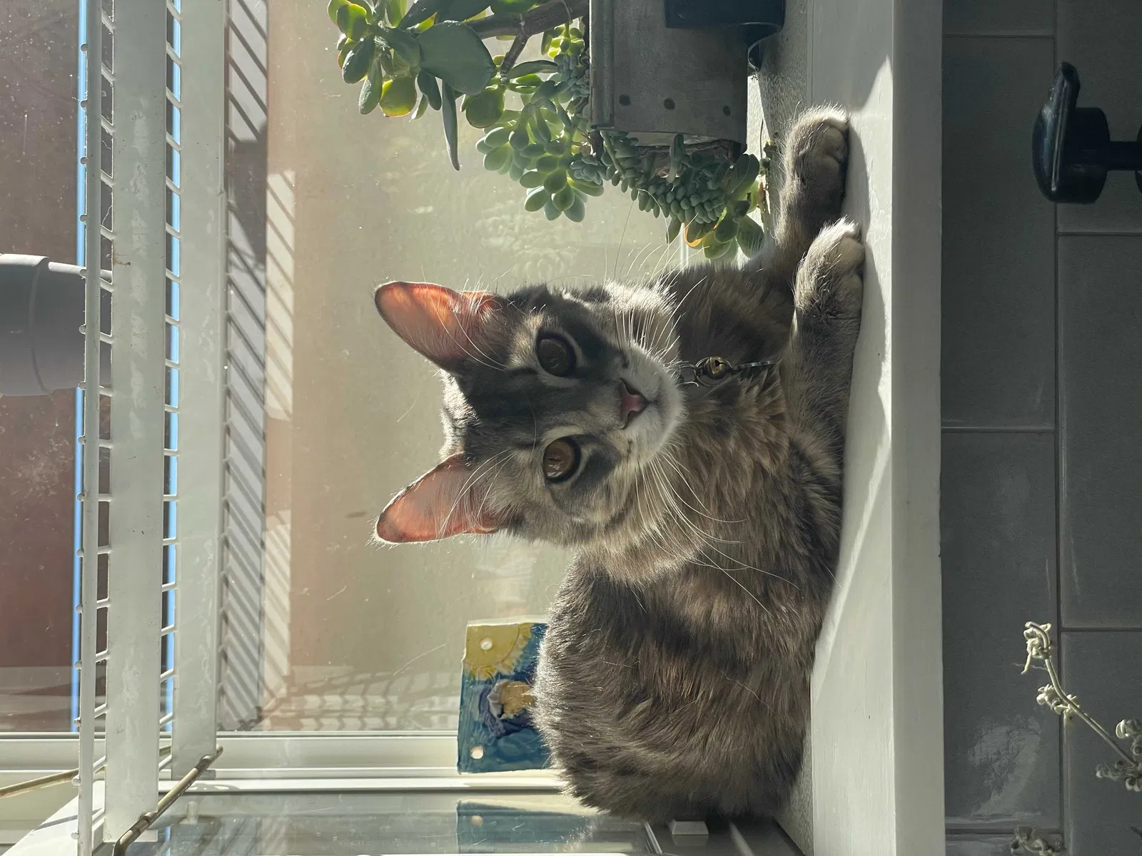 Lost cat in Encinitas, CA, 92024
