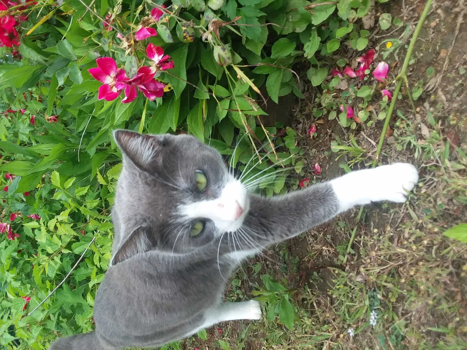 Lost cat in Leeds, AL, 35094