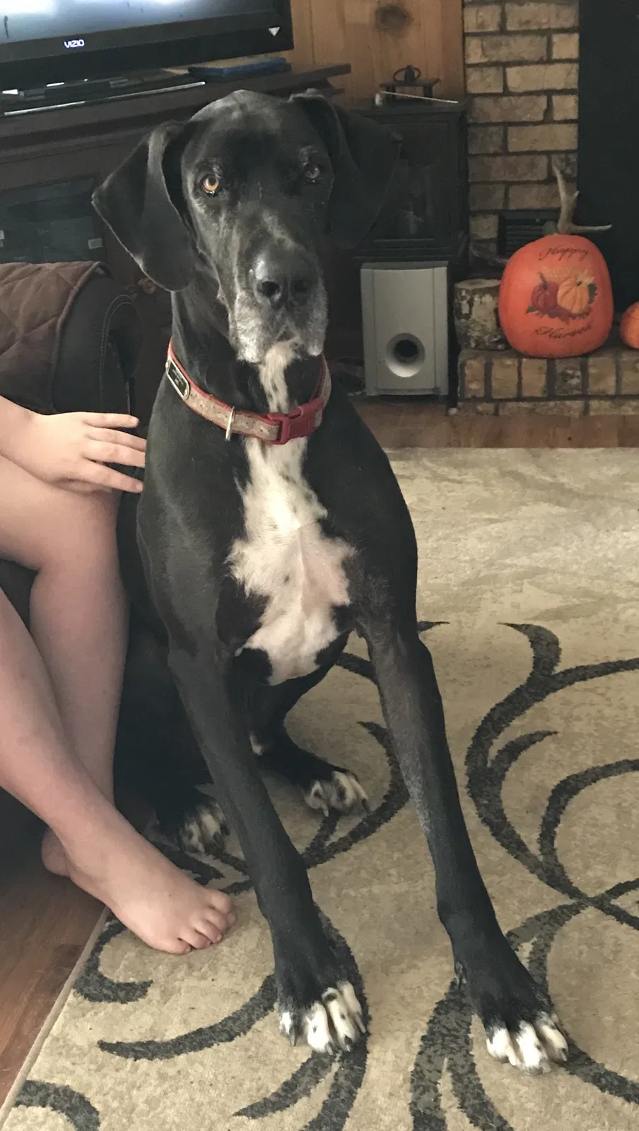 Lost dog in Bay Minette, AL, 36507