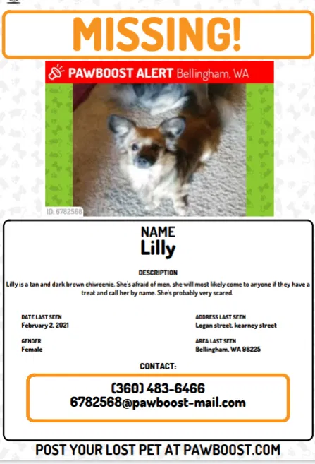 Lost dog in Bellingham, WA, 98225
