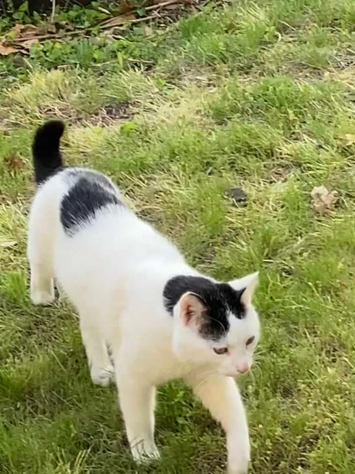 Lost cat in Leonardo, NJ, 7737
