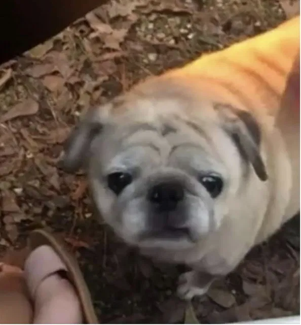 Lost dog in Ponchatoula, LA, 70454