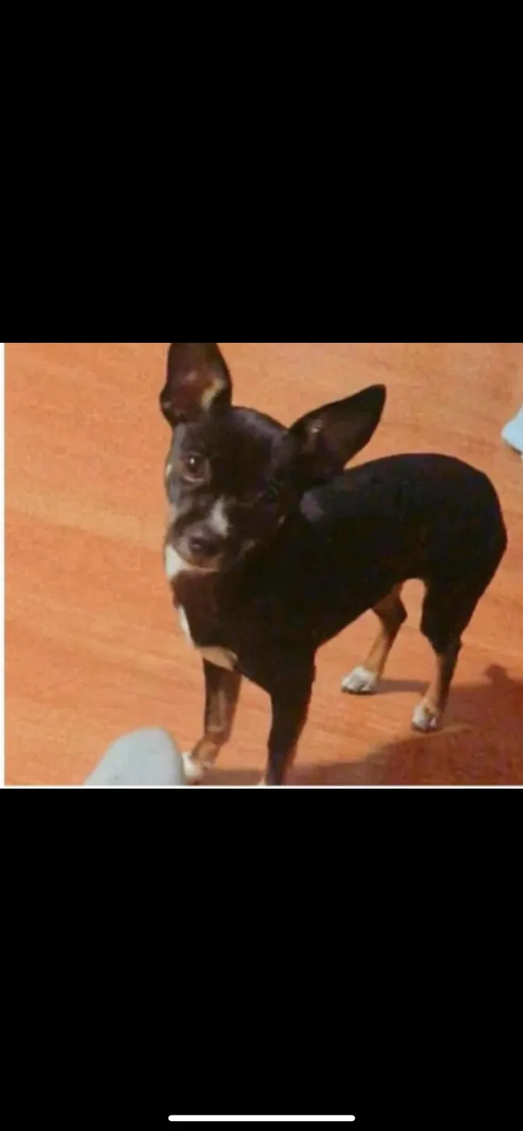 Lost dog in Miami, FL, 33167