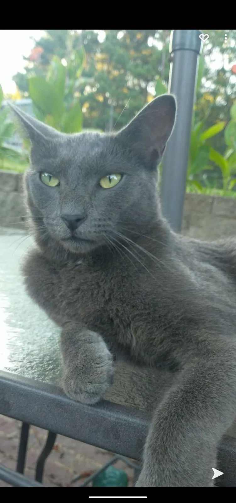 Lost cat in Brownsboro, TX, 75756
