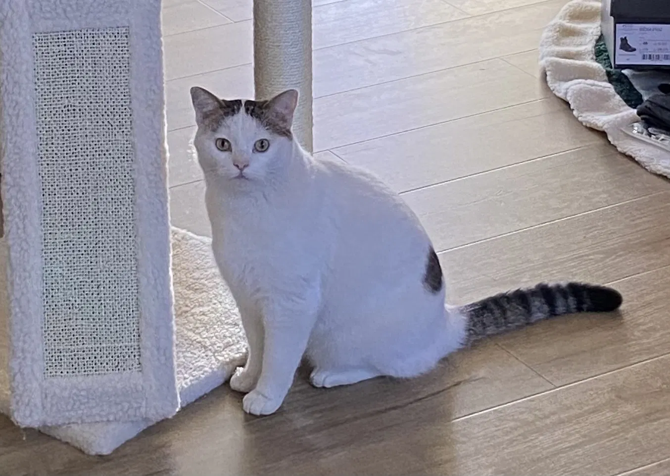 Lost cat in Fort Worth, TX, 76137