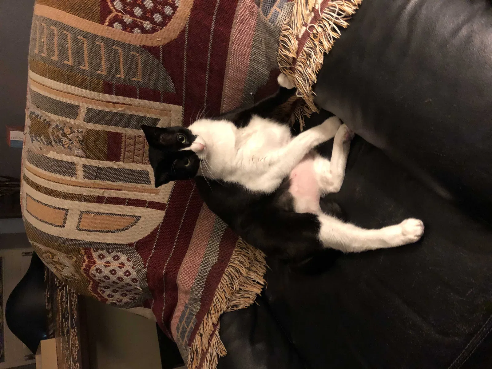 Lost cat in San Diego, CA, 92119
