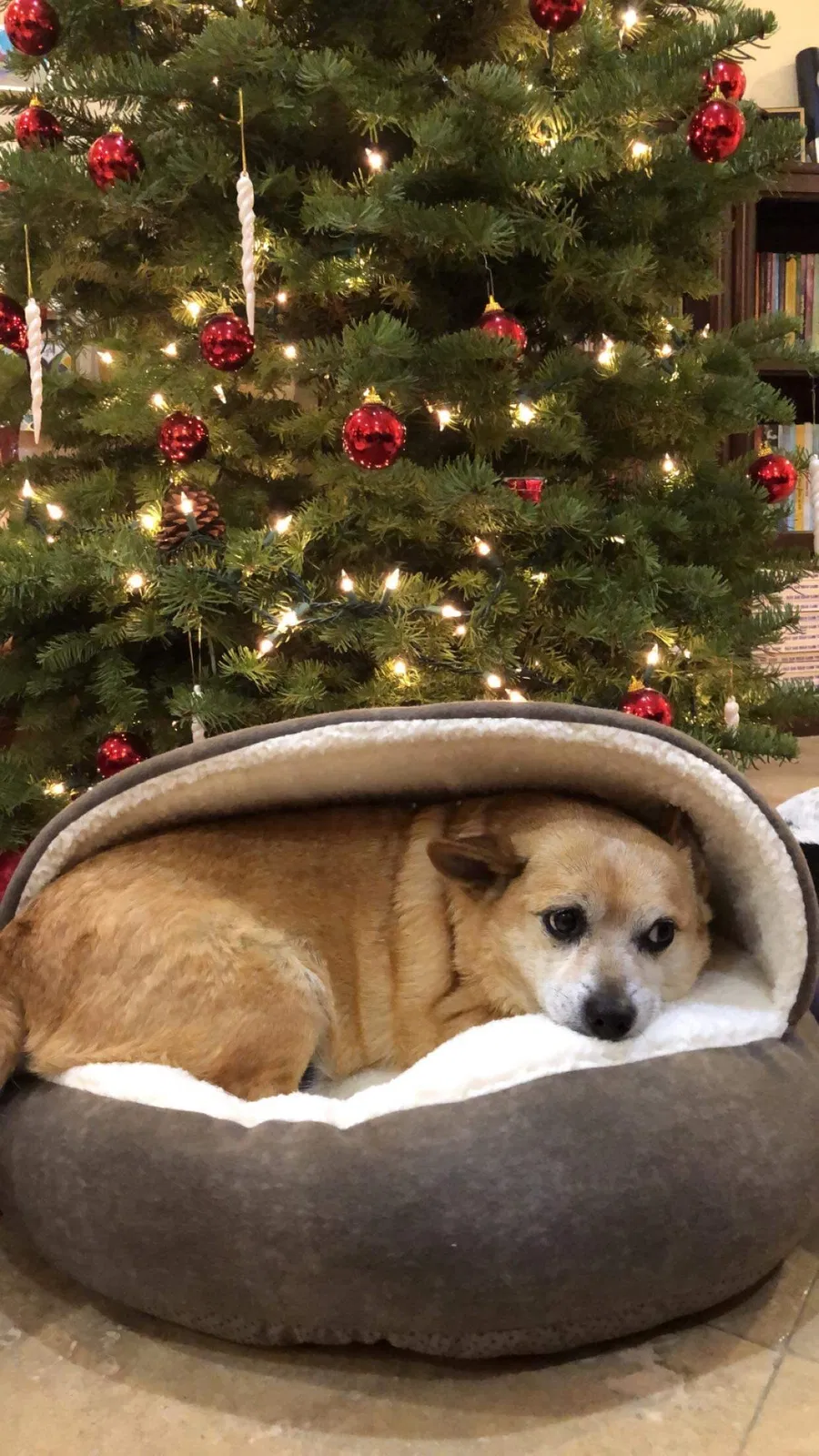 Lost dog in Garden Grove, CA, 92840