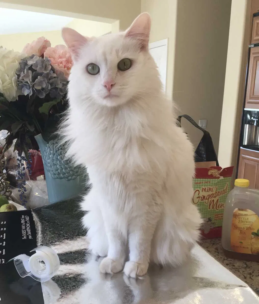 Lost cat in Rancho Cucamonga, CA, 91737
