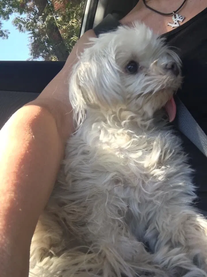 Lost dog in Chico, CA, 95926