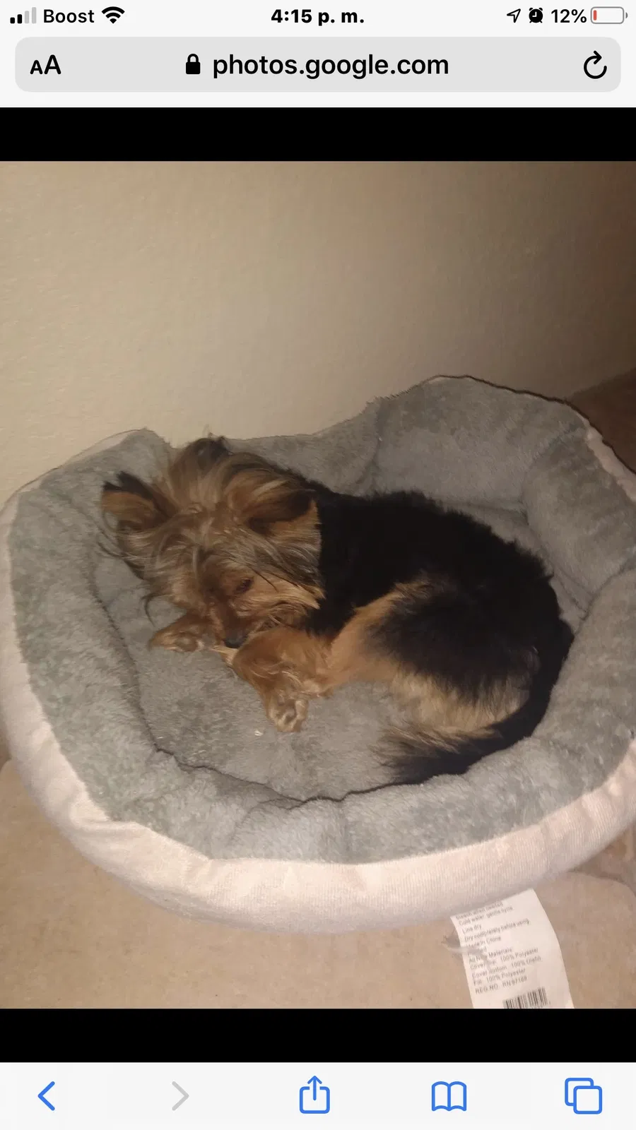 Lost dog in Bakersfield, CA, 93305