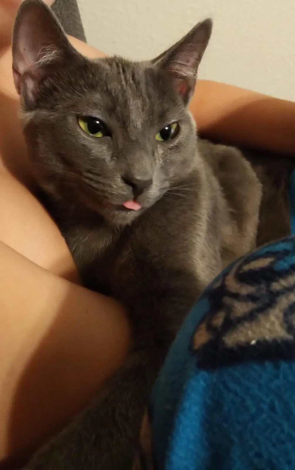 Lost cat in Tulsa, OK, 74127