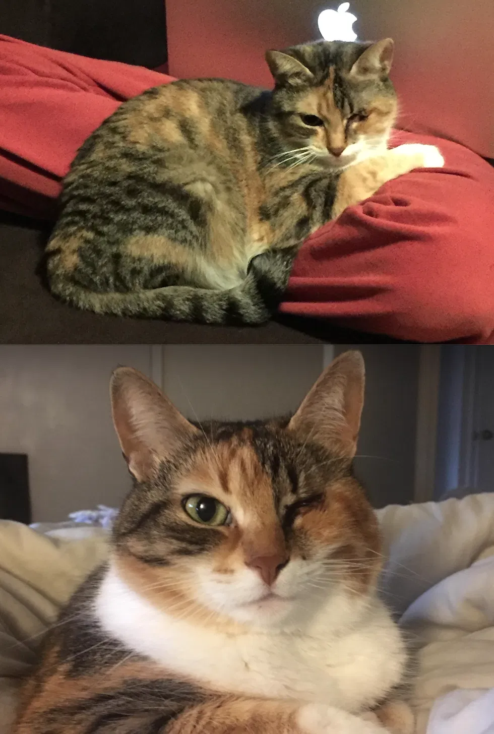 Lost cat in Seattle, WA, 98105