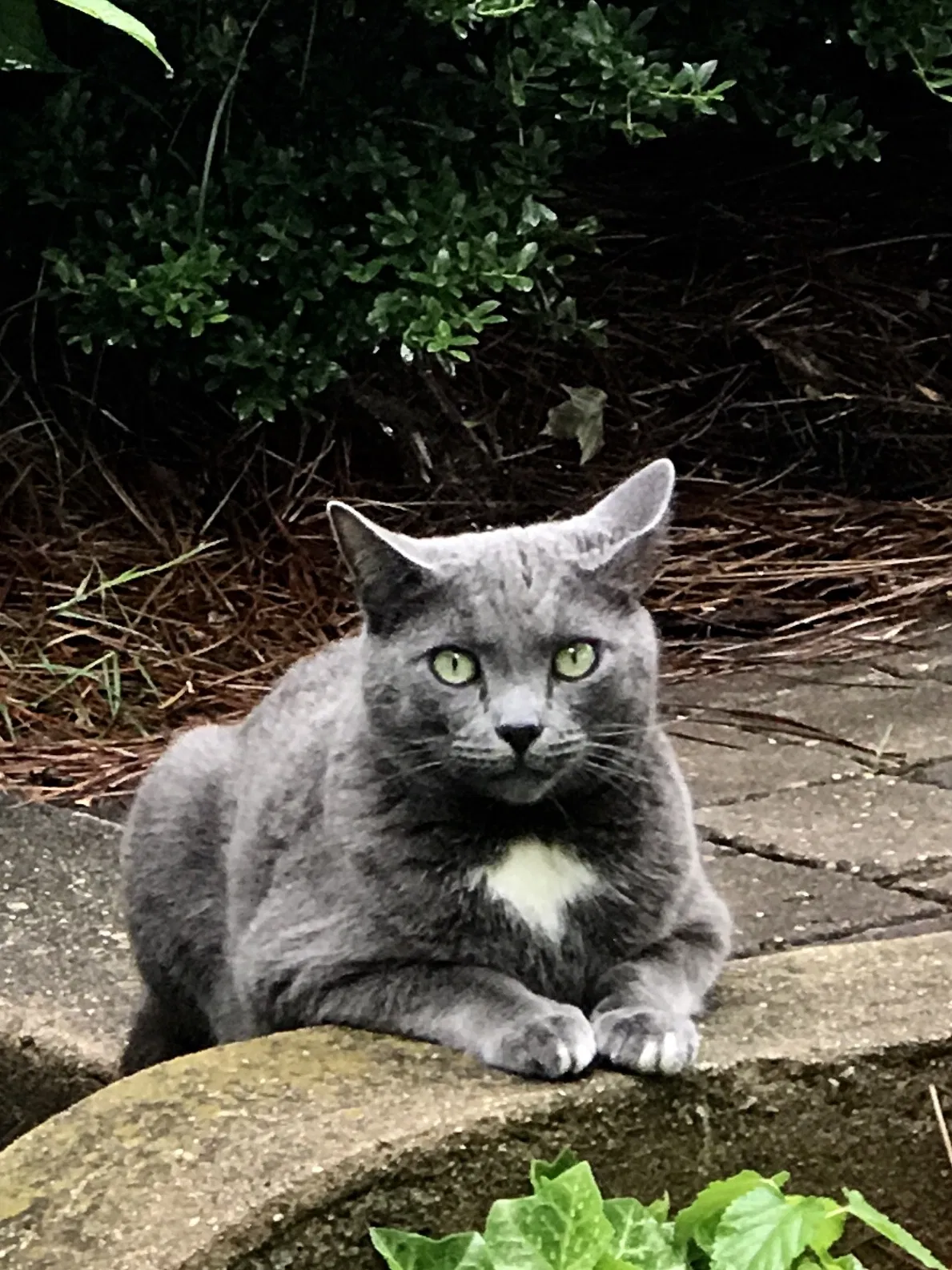Lost cat in Winston Salem, NC, 27104