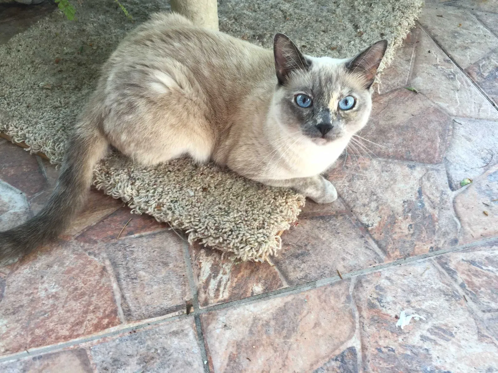Lost cat in Fort Lauderdale, FL, 33325