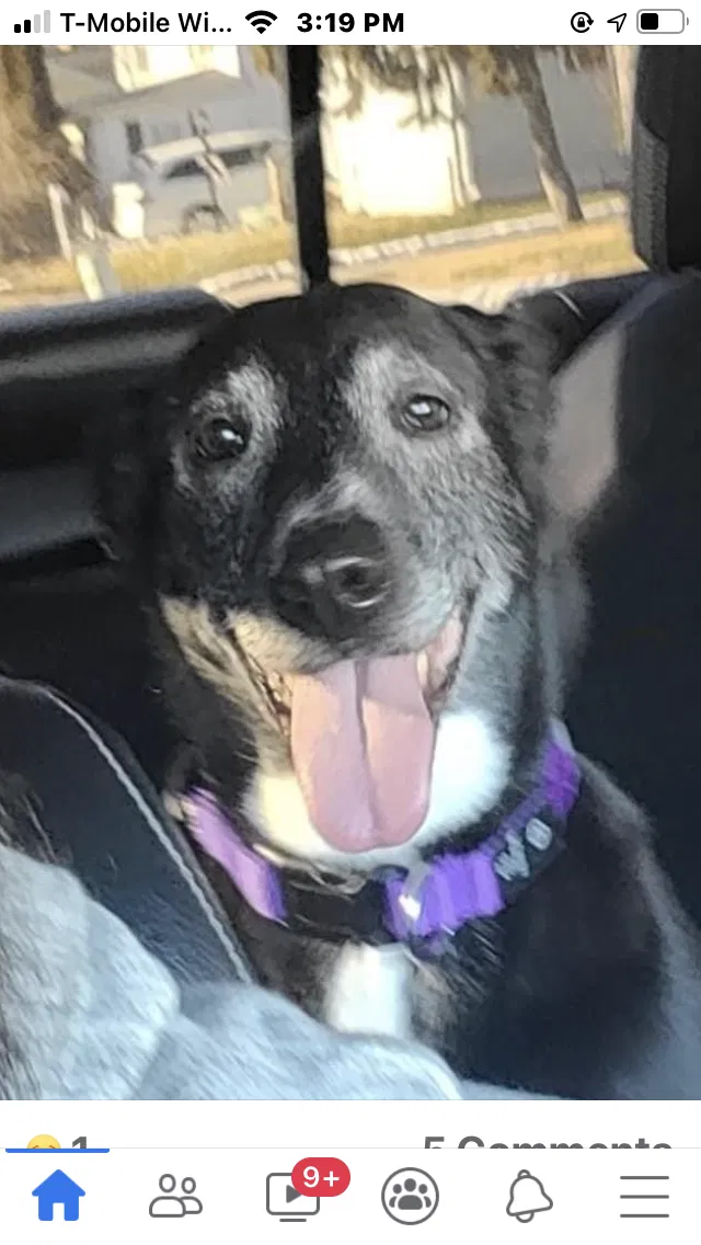 Lost dog in Montrose, MI, 48457