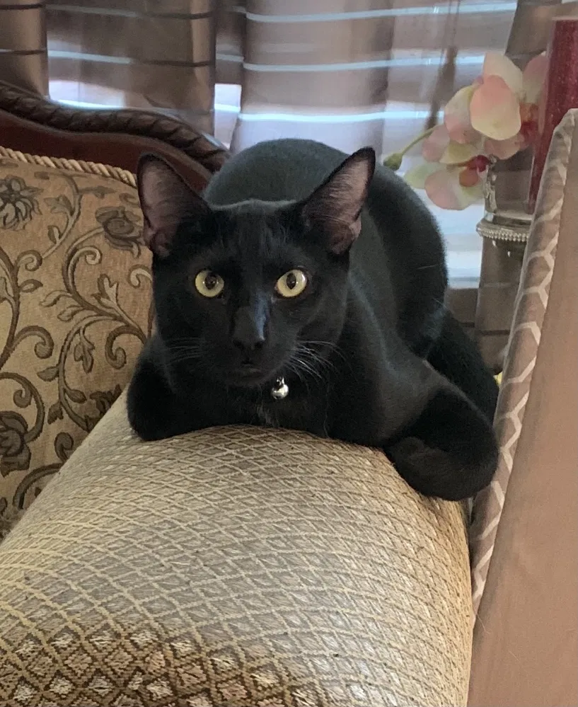 Lost cat in Anaheim, CA, 92801