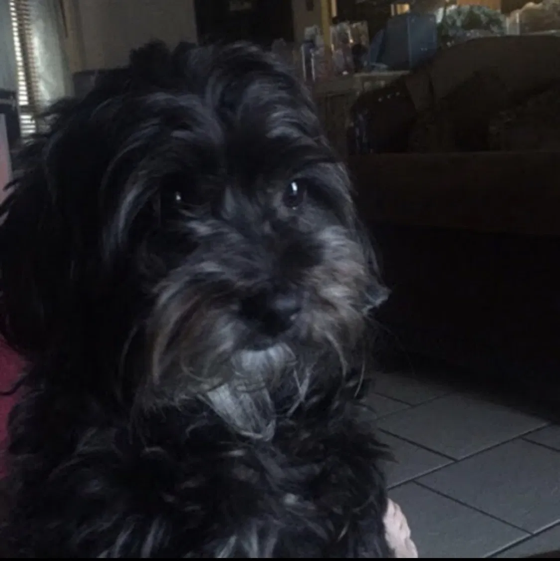 Lost dog in Arlington, TX, 76015
