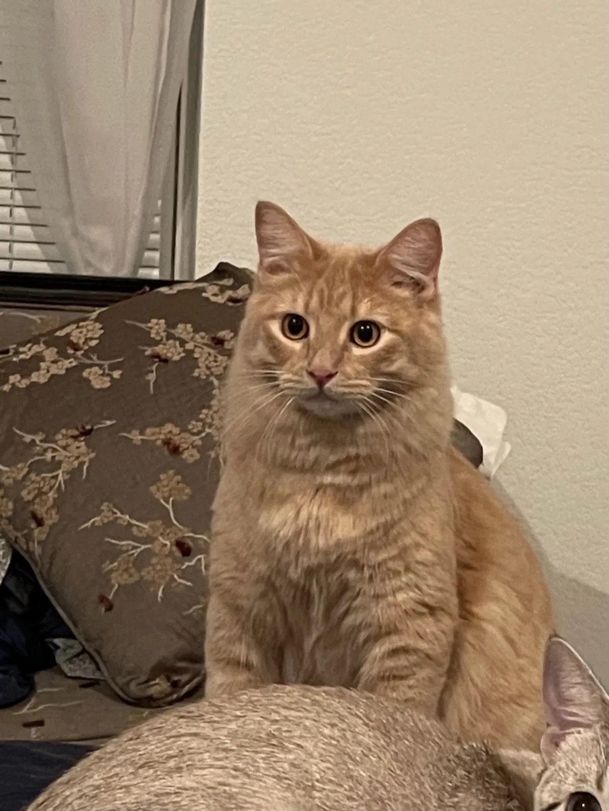 Lost cat in Fort Worth, TX, 76120