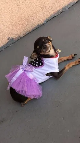 Lost dog in Los Angeles, CA, 90044