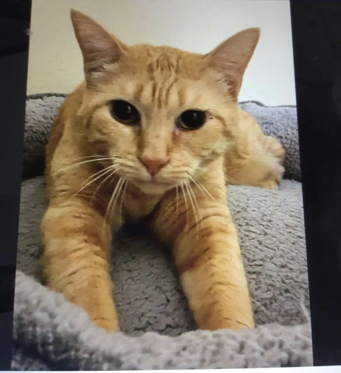 Lost cat in San Francisco, CA, 94188