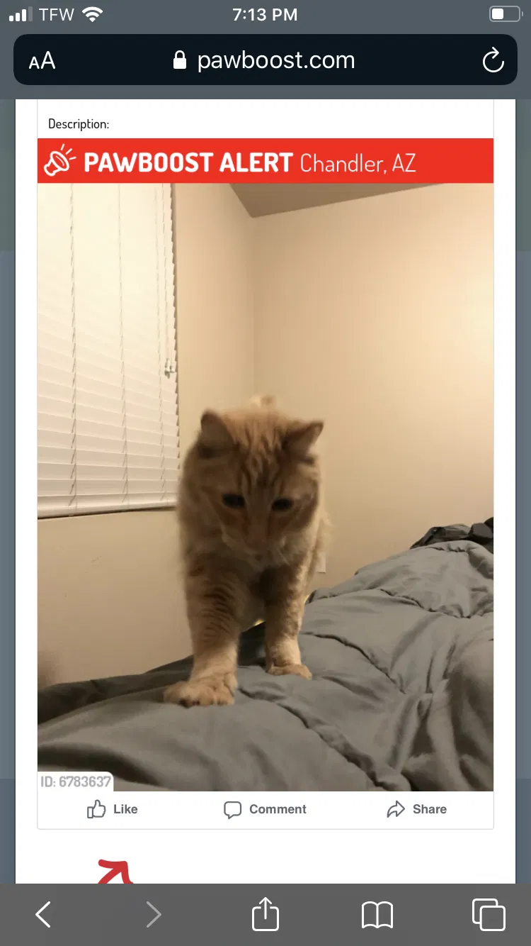 Lost cat in Chandler, AZ, 85226