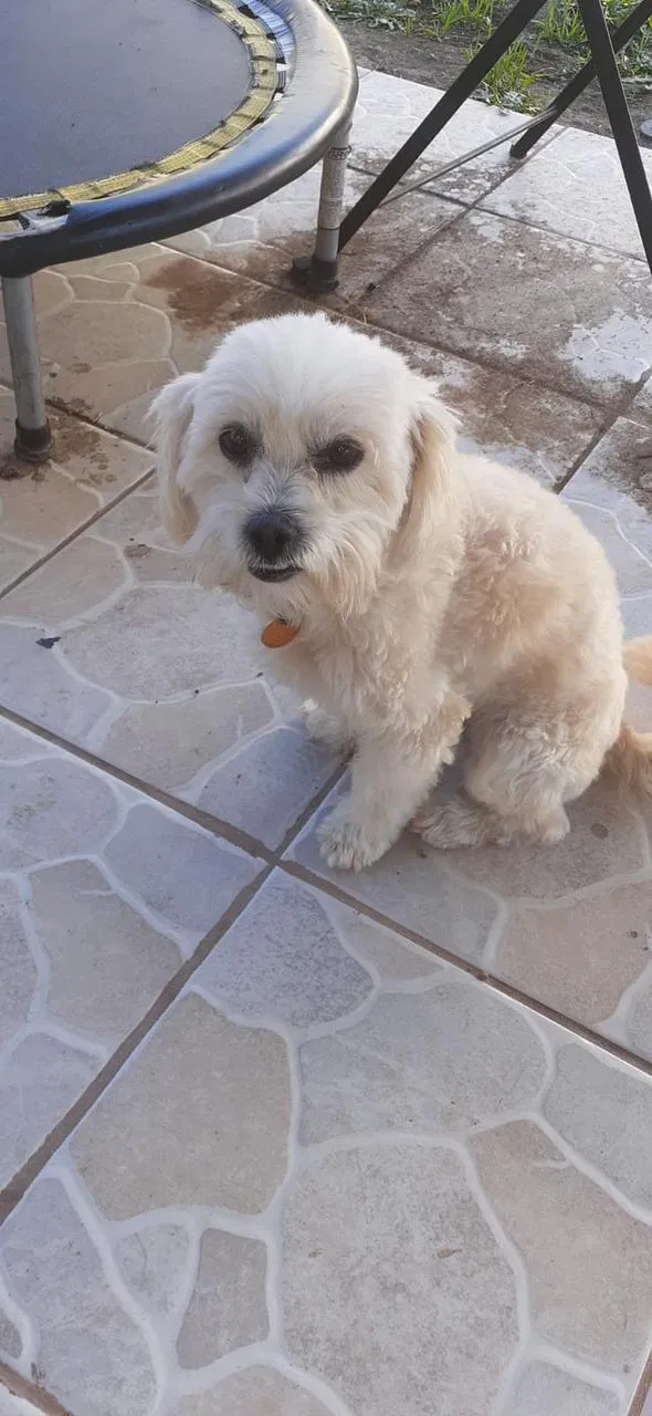 Lost dog in Chula Vista, CA, 91911