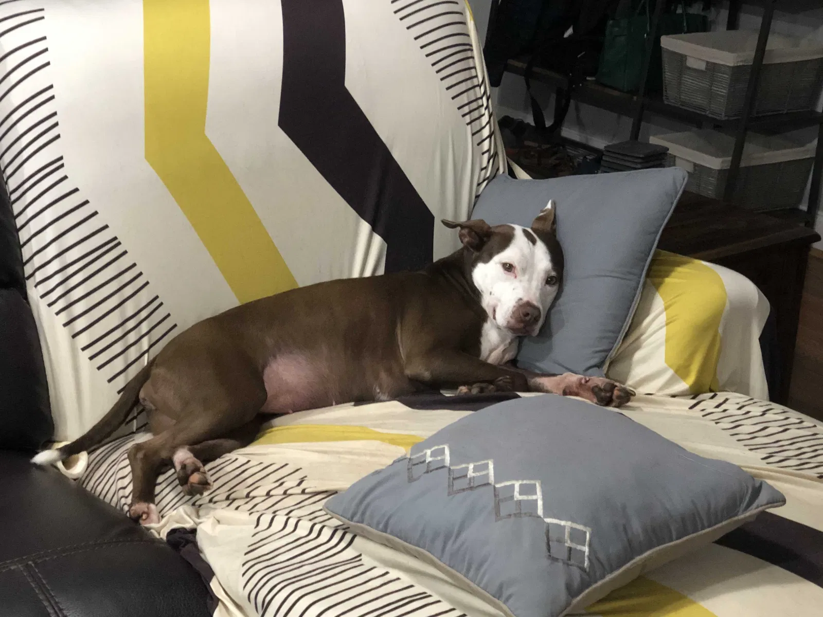 Lost dog in Matthews, NC, 28105