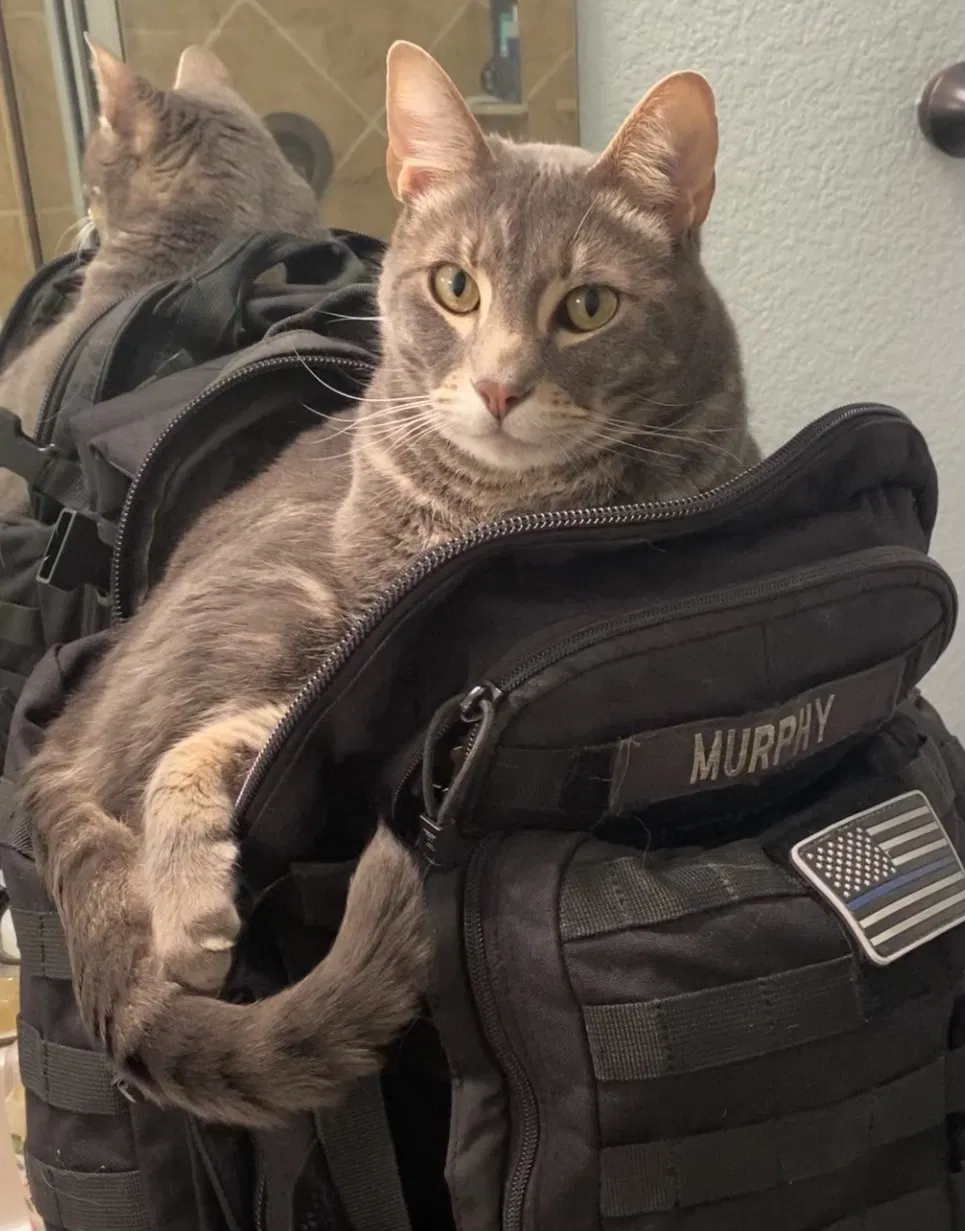 Lost cat in Keller, TX, 76248
